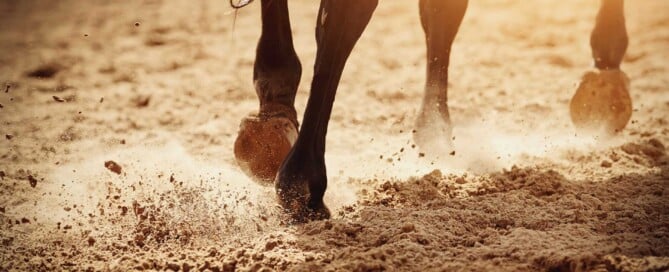 die Beine und Hufe eines Pferdes im Sand
