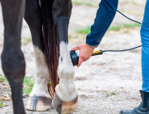Lasertherapie zur Unterstützung bei Hufrehe