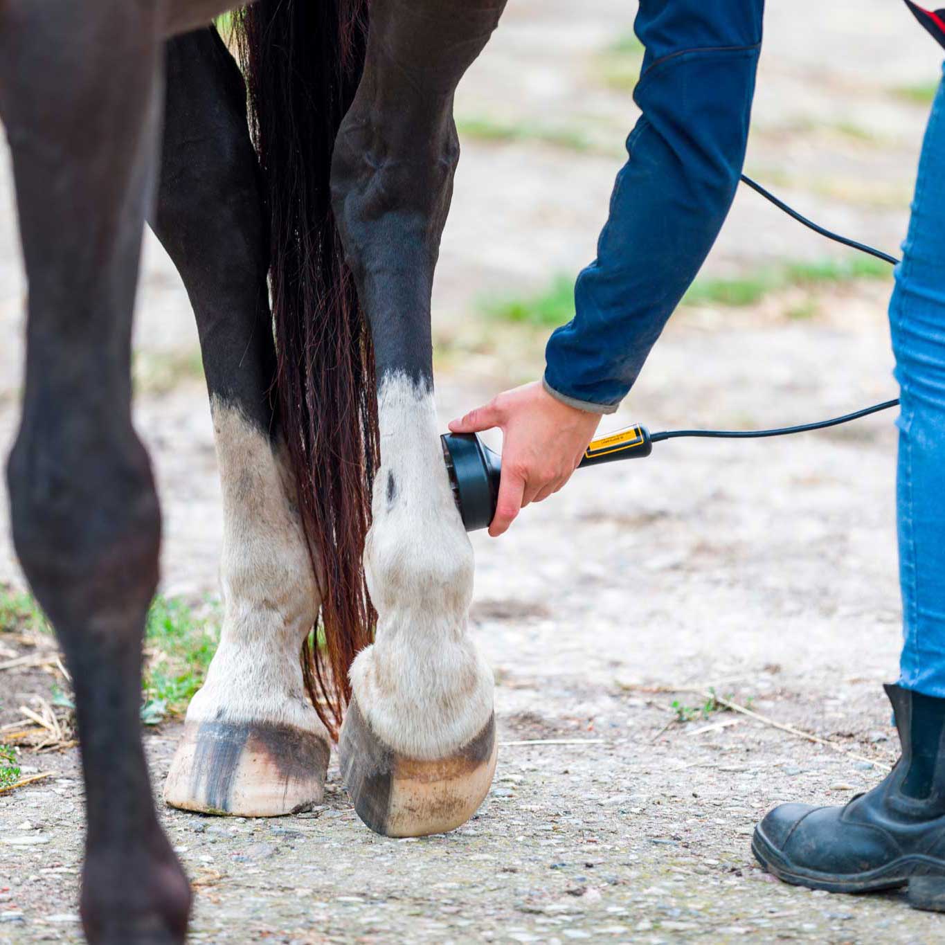eine Person, die ein Gerät an den Huf eines Pferdes hält