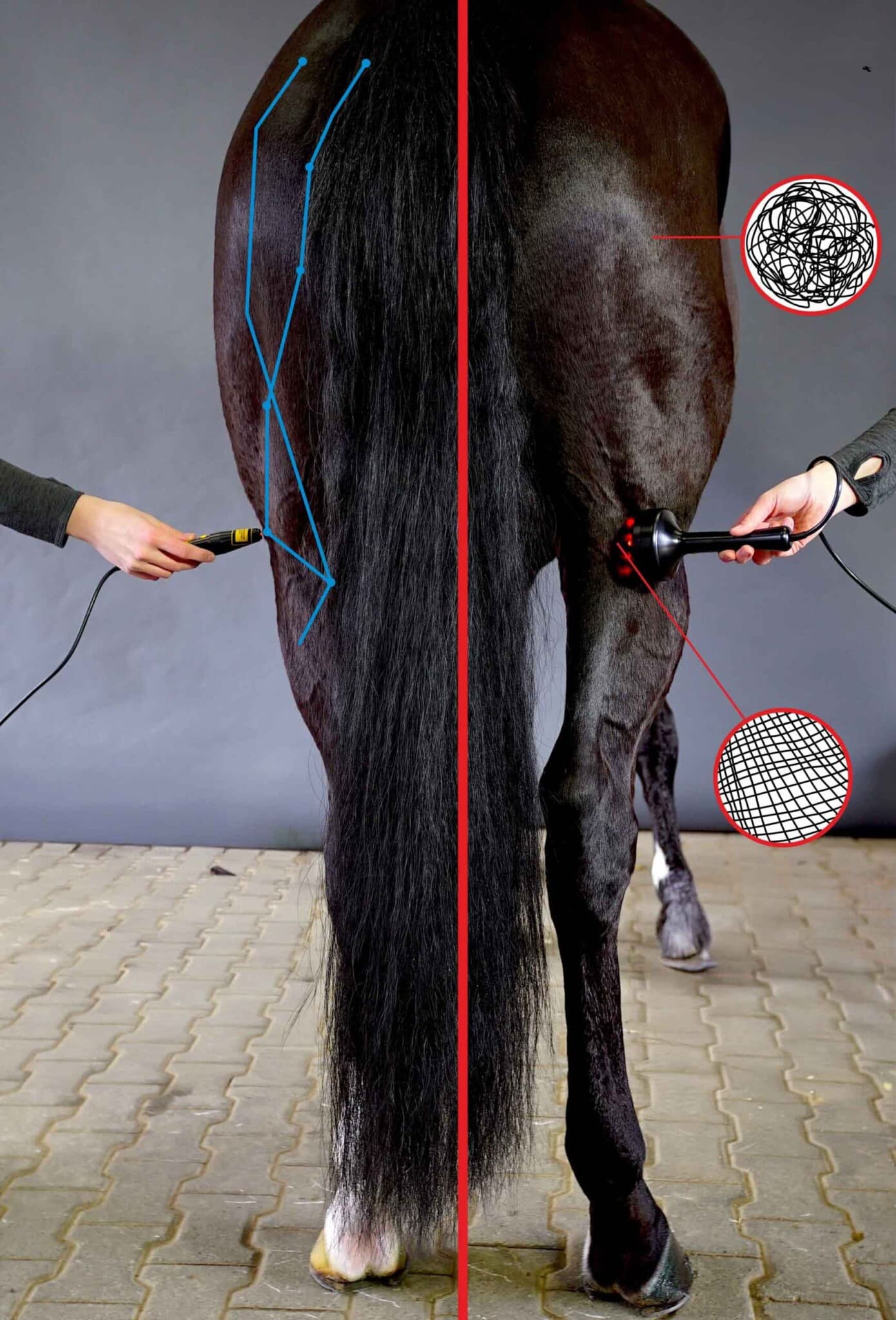 Pferd von hinten mit Laserbehandlung