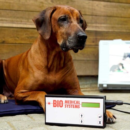Ein Hund liegt auf einer Magnetfeldmatte neben einem Magnetfeldsystem