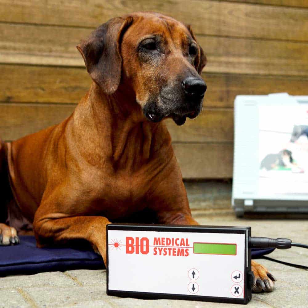 Magnetfeldmatte, Magnetfeldsystem Kleintier Hund Ein Hund liegt auf einer Magnetfeldmatte neben einem Magnetfeldsystem