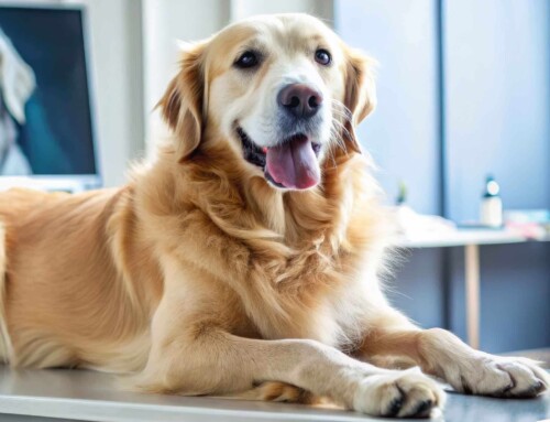 Ohrenentzündungen bei Hunden behandeln mit Laser