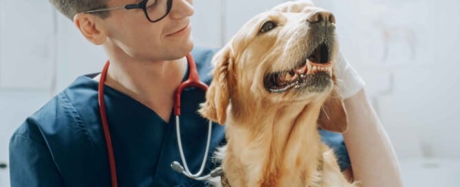Lasertherapie in der Tierphysiotherapie