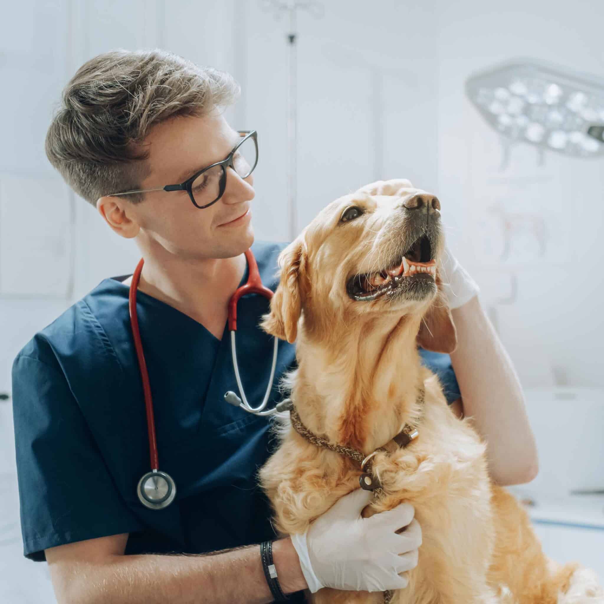 Lasertherapie in der Tierphysiotherapie