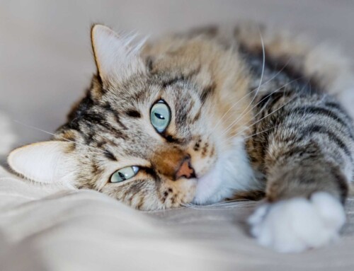 Lasertherapie gegen Hautprobleme bei Katzen