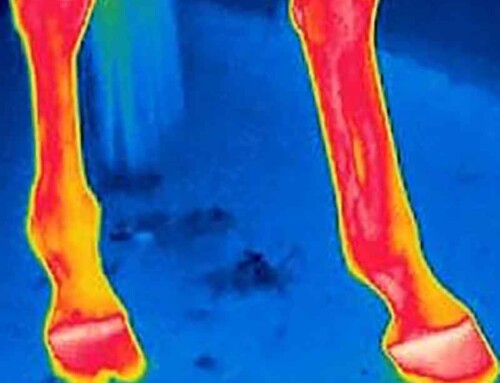 Sehnenprobleme bei Pferden: Innovative Behandlungsmethoden mit Magnetfeldtherapie