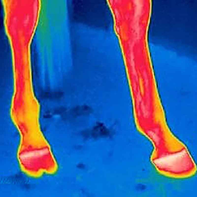 Sehnenprobleme bei Pferden