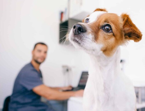 Lasertherapie bei Hauterkrankungen des Hundes: Eine sanfte Behandlungsoption