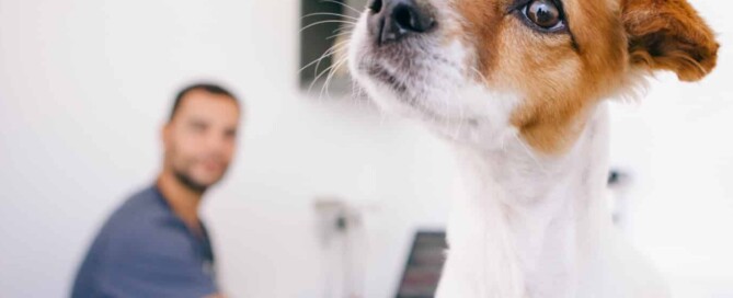 Lasertherapie Hund Hauterkrankungen