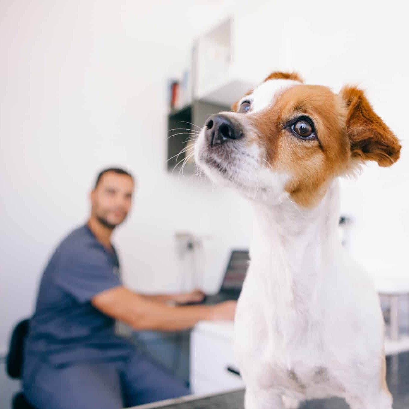 Lasertherapie Hund Hauterkrankungen