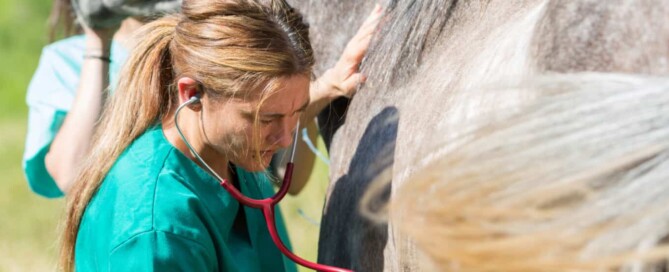 Lasertherapie postoperative Pferd, Pferderehabilitation Laser, Chirurgie Pferd Heilung