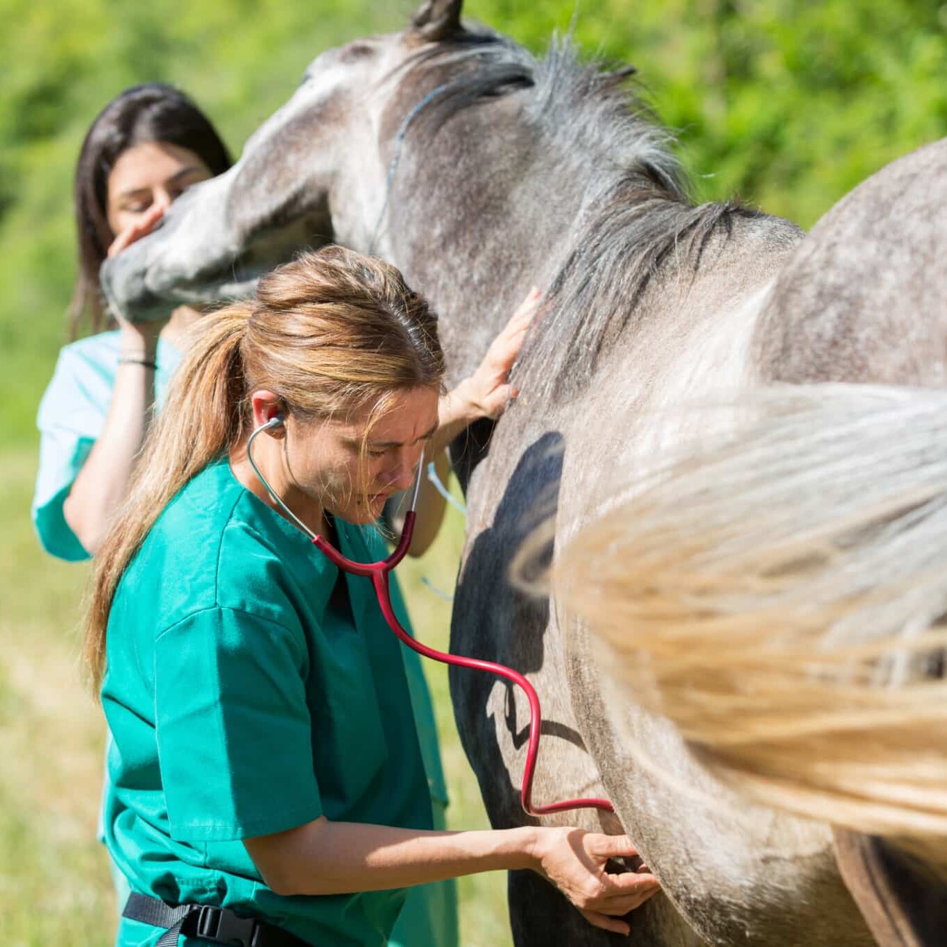 Lasertherapie postoperative Pferd, Pferderehabilitation Laser, Chirurgie Pferd Heilung