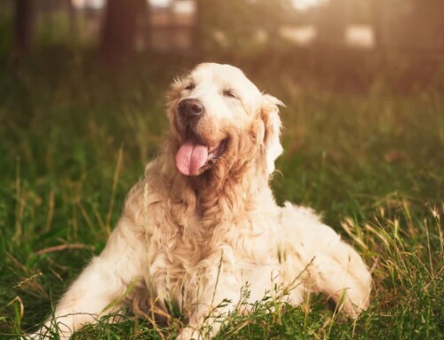 Magnetfeldtherapie bei älteren Hunden: Vitalität im Alter fördern