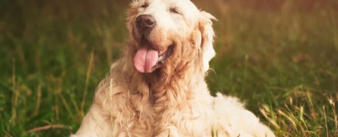 Magnetfeldtherapie ältere Hunde, Hundemobilität verbessern, Hundegesundheit im Alter