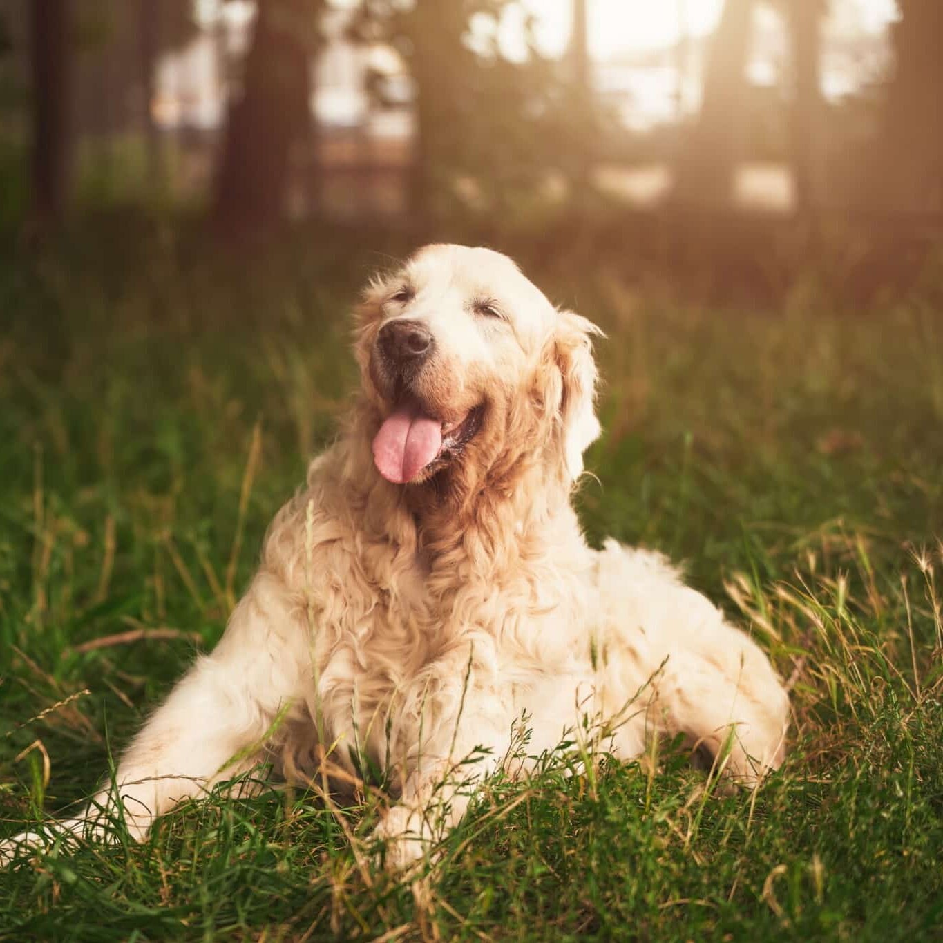 Magnetfeldtherapie ältere Hunde, Hundemobilität verbessern, Hundegesundheit im Alter