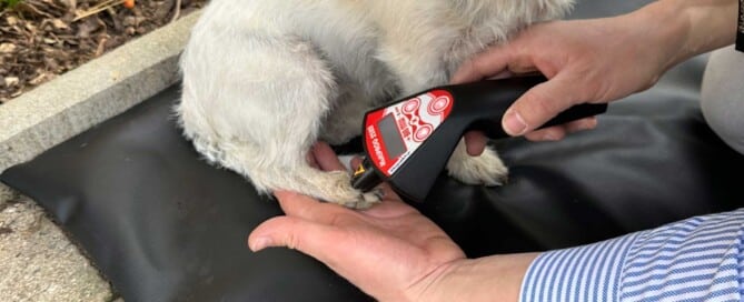 Wie Lasertherapie eingesetzt werden kann, um Schmerzen bei Hunden mit Arthritis zu lindern und ihre Beweglichkeit zu verbessern.