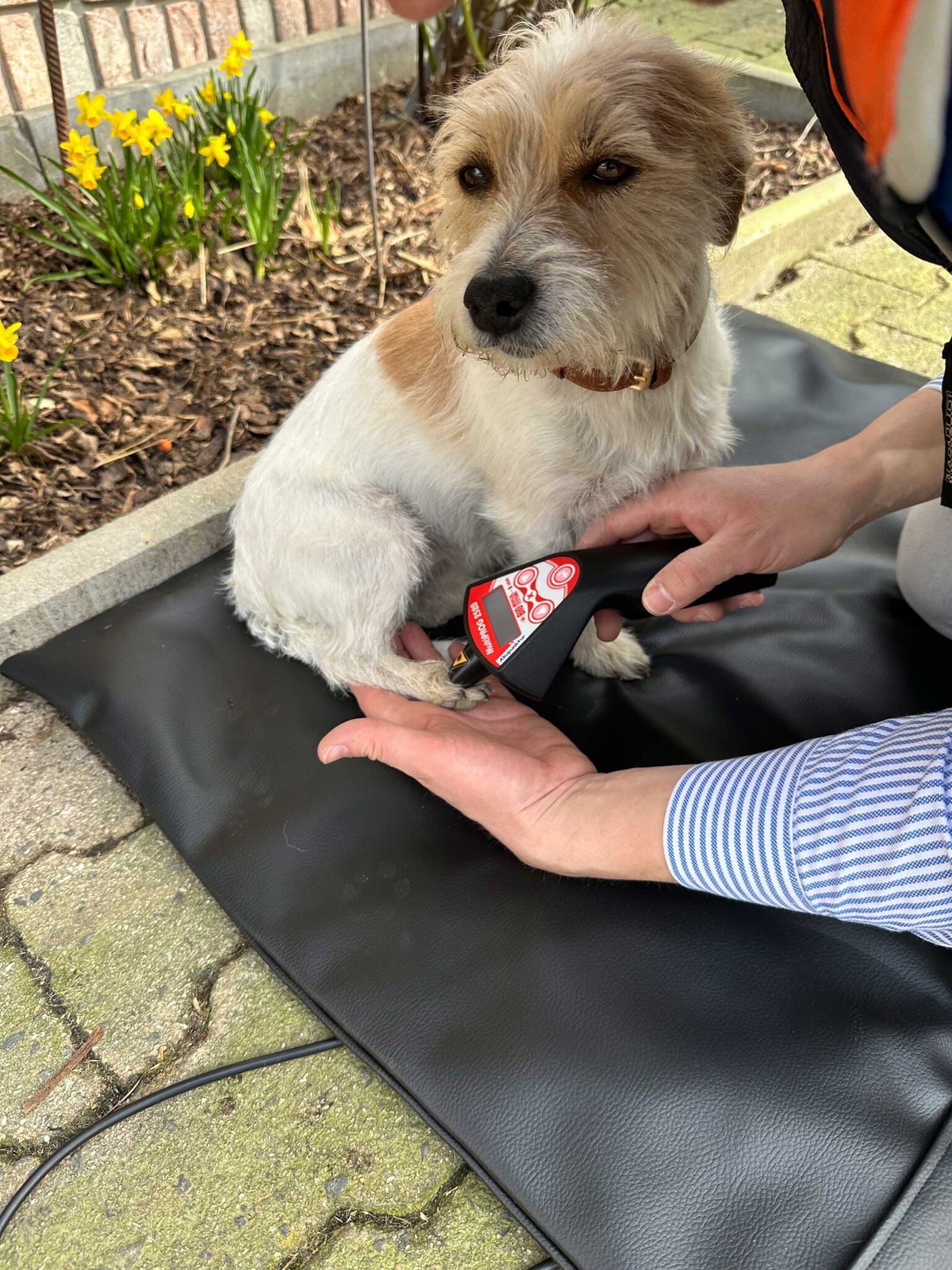 Wie Lasertherapie eingesetzt werden kann, um Schmerzen bei Hunden mit Arthritis zu lindern und ihre Beweglichkeit zu verbessern.