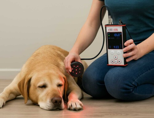 Lasertherapie bei Arthrose bei Hunden: Eine neue Studie zeigt vielversprechende Ergebnisse