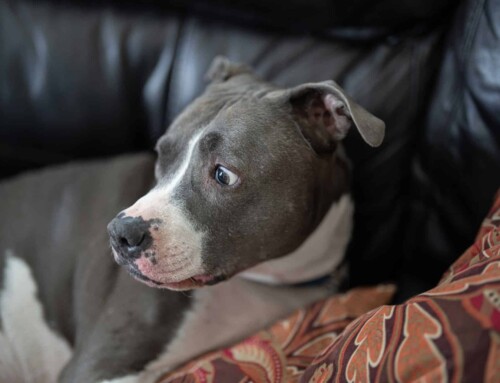 Magnetfeldtherapie bei Angstzuständen des Hundes: Kann sie helfen?