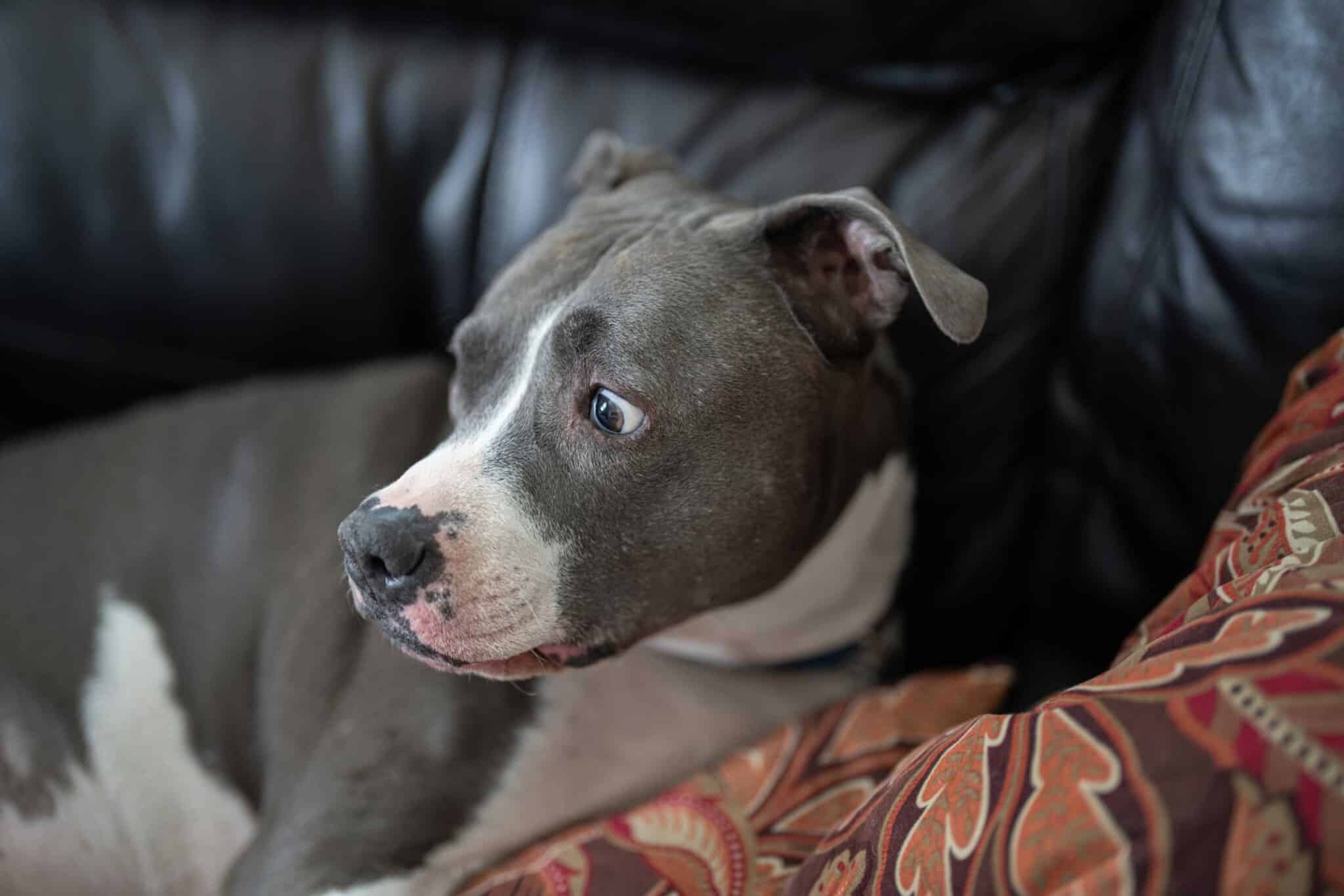 Magnetfeldtherapie Hund Angst, Stressreduktion Hund Magnetfeld, Hundetherapie Angstzustände